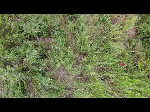 2020-07-05 Fasanenfamilie