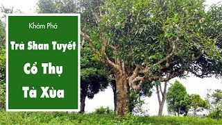 Chè Tà Xùa Cổ Thụ Sơn La