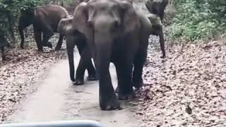 preview picture of video 'ELEPHANT ATTACK DURING SAFARI IN CORBETT LANDSCAPE , JIM CORBETT NATIONAL PARK OUTSKIRT'
