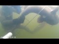 Подводная охота на сома.Spearfishing Catfish 