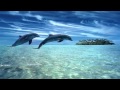Dolphin dreams Melody oceans Zen and Relaxation ...