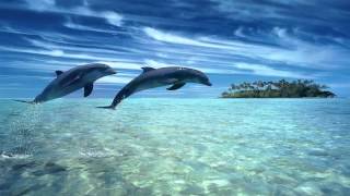 ♫ Dolphin dreams ♫ Melody oceans ♫ Zen and Relaxation ♫