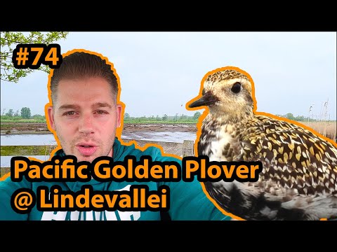Aziatische Goudplevier/Pacific Golden Plover @ Lindevallei Wolvega