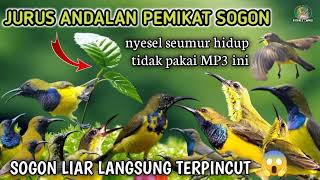 Download lagu suara pikat burung sogon anti zonk❗ MP3 termahal di dunia mp3