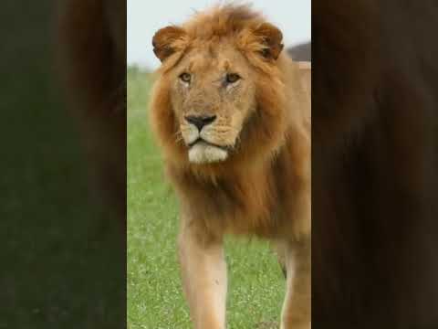 Alphabet Learning Shorts: L is for Lion! (Educational Kids Video)