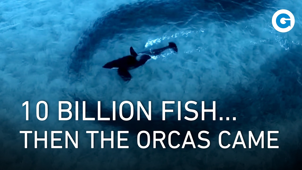 The Norwegian Fjords - Life in the Twilight | Full Nature Documentary