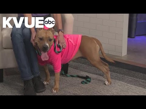 Kara is available to adopt from the Williamson County Regional Animal Shelter - YouTube