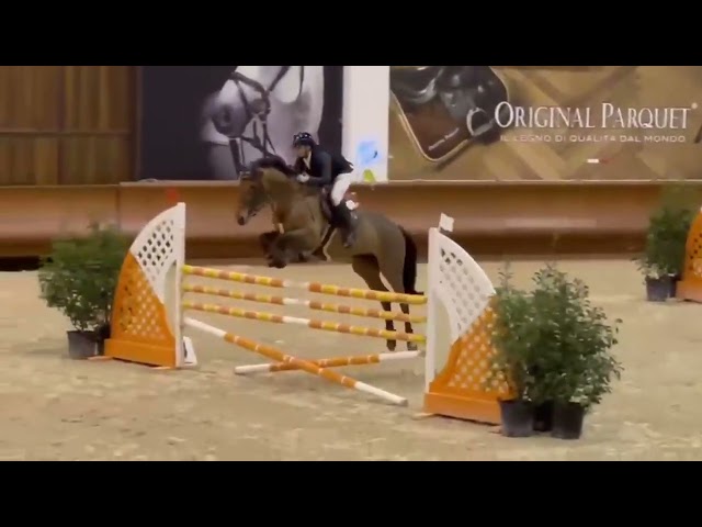 Jument BWP Cheval de Sang Belge A vendre 2014 Bai