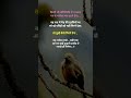 Bhagwan God Trust Whatsappstatus Popular Shayari Youtubeshorts Lifequotes Inspiringquotes