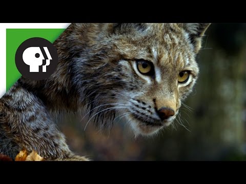 download lagu mp3 mp4 Forest Lynx, download lagu Forest Lynx gratis, unduh video klip Forest Lynx