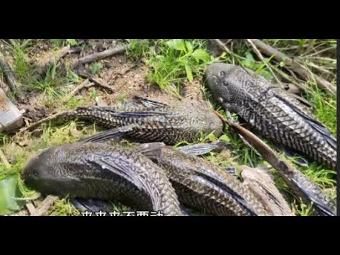 Set traps to catch poisonous fish in dangerous swamps and dispose of them