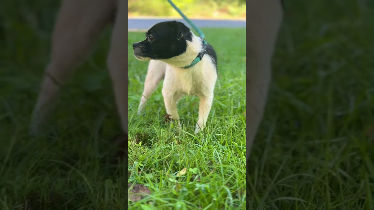 Enlarge Pepe, a Adoptable mixed breed in Gradyville, KY video 5/5
