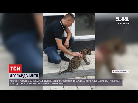 Мешканців житлового комплексу в Івано-Франківську наполохав леопард. ВІДЕО