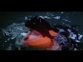 Orca The Killer Whale 1977 Orca Seeks Revenge