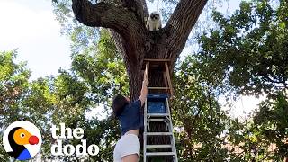 Dodo Producer Crashes Out Trying To Save A Cat In A Tree | The Dodo