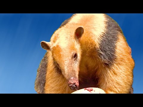 LÍNGUA DE TAMANDUÁ