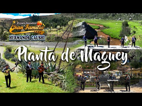 HERMANOS CAUSHI - Planta de Maguey