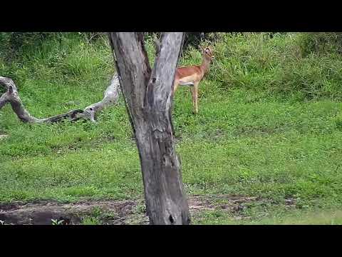 Djuma: Impala herds with young lambs - 06:39 - 12/22/20