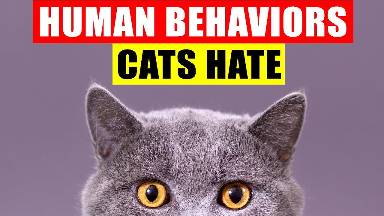 18 Human Behaviors Cats Hate and Wish You Wouldn't Do