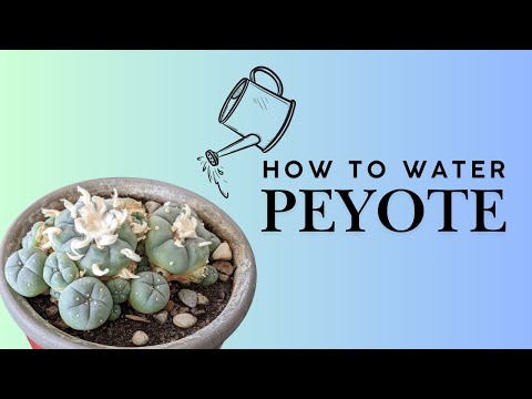 How to Water Peyote
