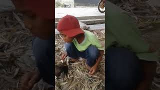 Download lagu Bocah ngapa ya versi bulak pwr mp3