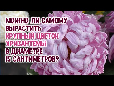 , title : 'Можно ли самому вырастить крупный цветок хризантемы в диаметре 15 сантиметров?'