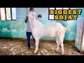 biggest sojat goat self feeding at amjad goat s jaipur