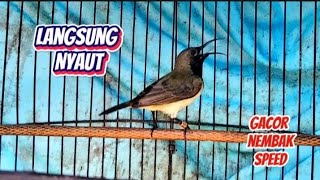 Download lagu Sekali pancing langsung nyaut SOGON gacor isian pelatuk sampit mp3