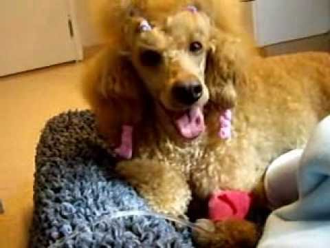 spookies_valpning.wmv