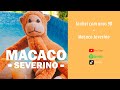 Sonhei Com Anos 90 Macaco Severino