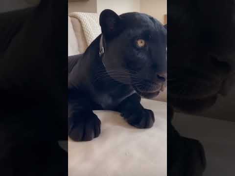 Quando chego em casa e chamo minha pantera #blackpanther