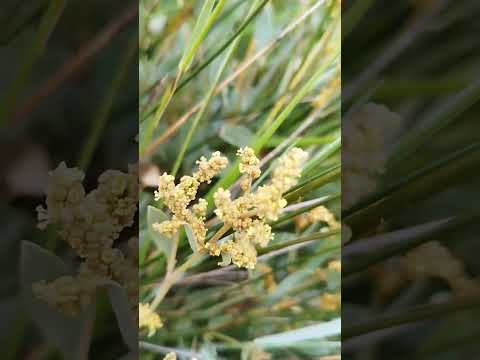 Portulak-Keilmelde (Halimione portulacoides): Der Salzwiesen-Spezialist im Porträt