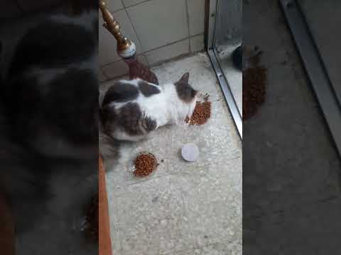 ١ أكتوبر ٢٠٢٤