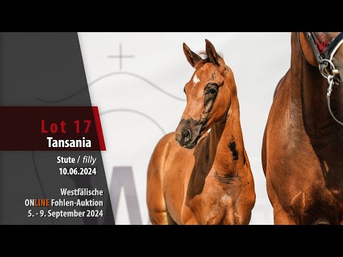 07_ONLINE Fohlen-Auktion Lot 17 Tansania Stute v. Total Diamond PS - Finest