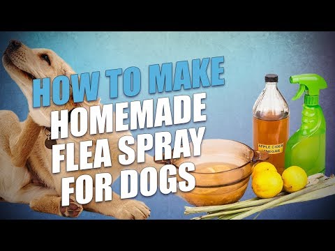 DIY Homemade Flea Spray for Dogs (3 Cheap, Natural Recipes)