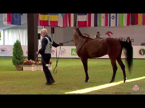 N 132 WOSTOK   2020 PRIDE OF POLAND   42nd Arabian Horse National Show   4 6 Years Old Stallions Cla