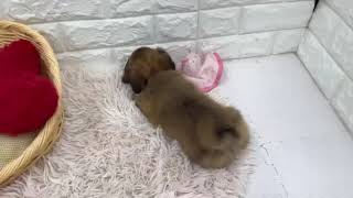 ハーフ犬の動画01