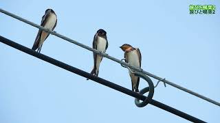 野鳥の身近な暮らし ツバメ若鳥のお喋り