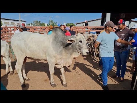 MUITO GADO NA FEIRA DE LAGOA DE PEDRAS-RN 23.02.2026