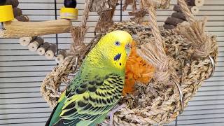Happy budgie sounds for pet birds | Play this video on loop while away | Video for cats to watch