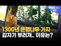 1300년 은행나무 가지 갑자기 부러져.. 이유는? (2026. 7. 1 원주MBC)