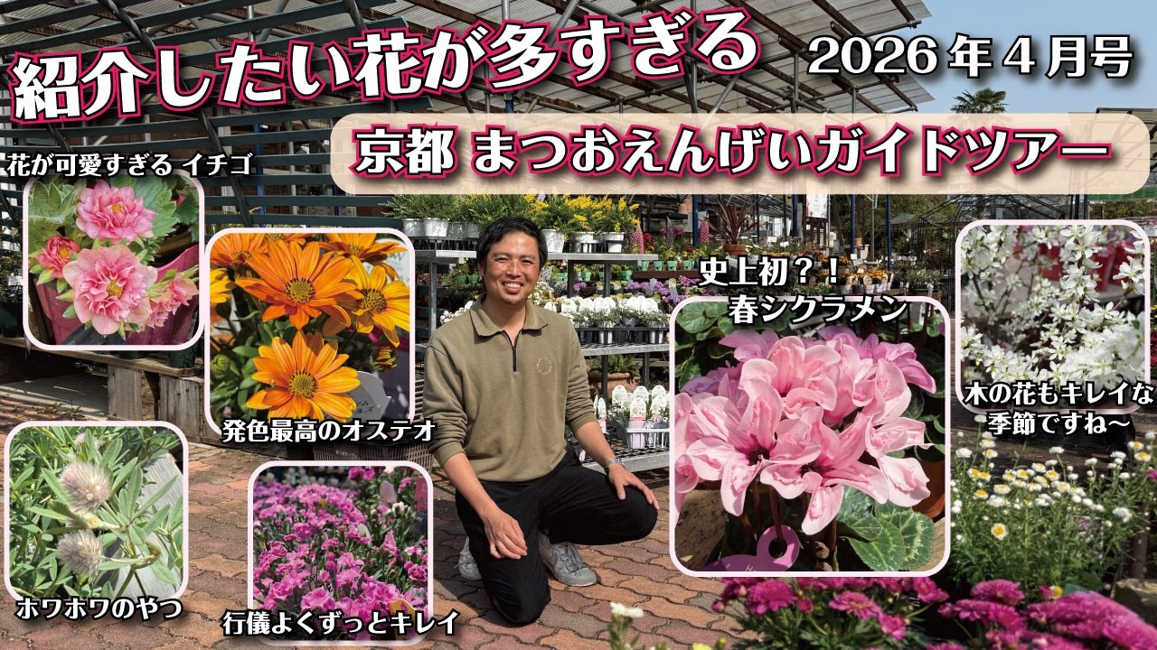 春 全開のまつおえんげい紹介します！【2026年4月】