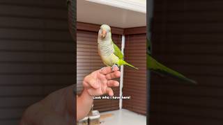 See My Quaker Parrot Training Progress
