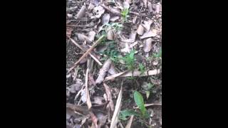 Kí sự Hòn Bà -clip 1 =))