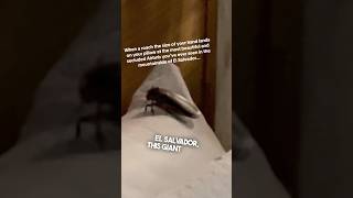 The biggest roach ever was in their bed on vacation 😱