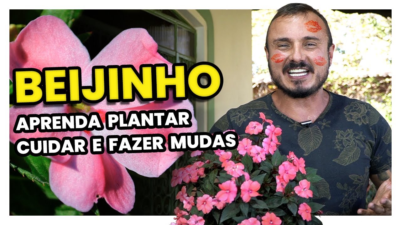 BEIJINHO como plantar, cuidar e fazer mudas