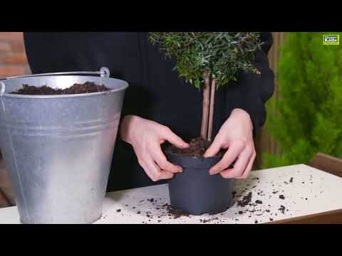 Brautmyrte umtopfen | Pflanzen-Kölle