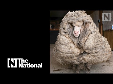 Wild sheep freed from 35kg fleece