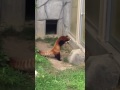 Red panda freaks out encountering a rock!