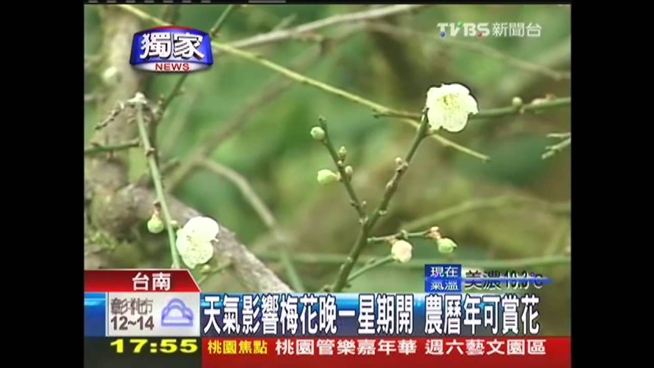 〈獨家〉天氣影響梅花晚1星期開 農曆年可賞花